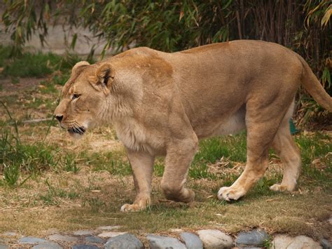 lion pictures images|female lion pictures images.